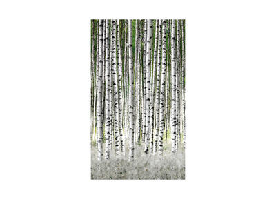 Vliestapete Digitaldruck - Birkenwäldchen Weiß/Grün