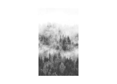 Smart Art Basic Digitaldruck - Waldmystik 2
