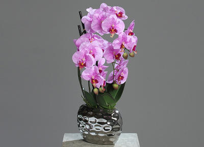 Deko-Orchidee 'Fresh' Pink